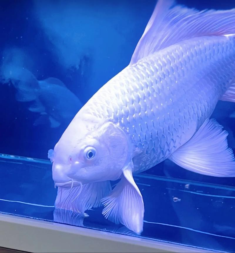 蝴蝶鯉可以和龍魚混養嗎圖片 龍魚百科 第11張 蝴蝶鯉可以和龍魚混養嗎圖片 蝴蝶鯉可以和龍魚混養嗎圖片 龍魚百科 第11張