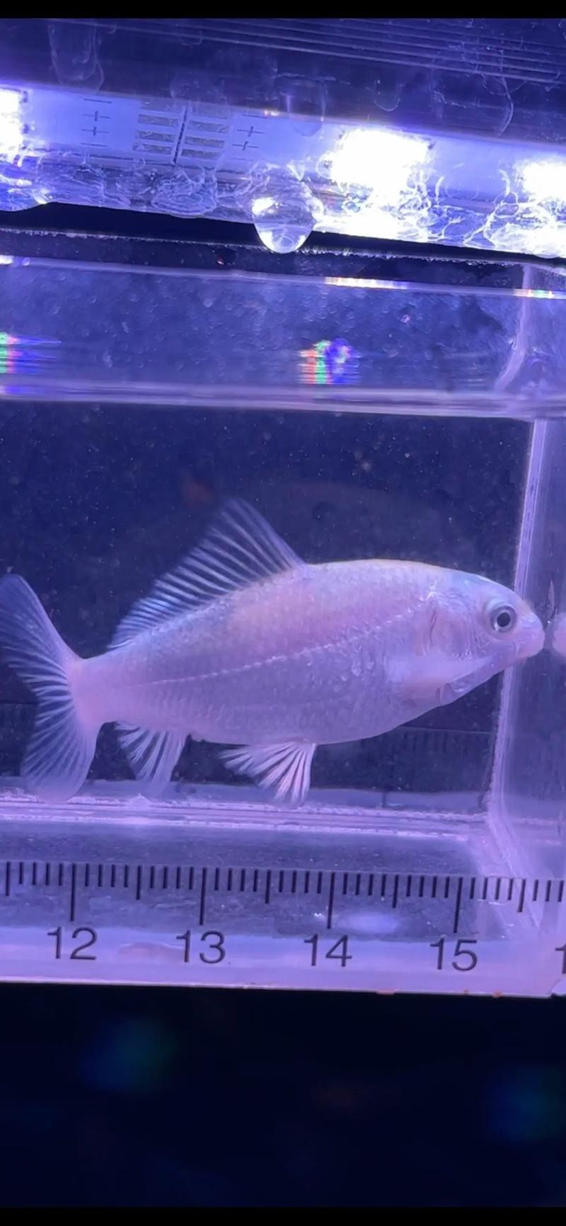 蝴蝶鯉可以和龍魚混養嗎圖片 龍魚百科 第15張 蝴蝶鯉可以和龍魚混養嗎圖片 蝴蝶鯉可以和龍魚混養嗎圖片 龍魚百科 第15張