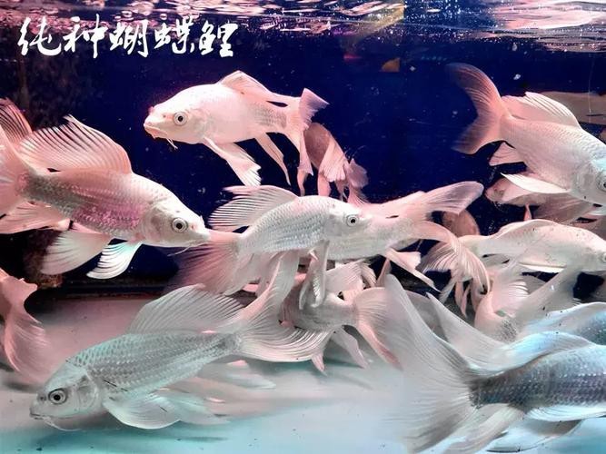 蝴蝶鯉可以和龍魚混養嗎圖片 龍魚百科 第17張 蝴蝶鯉可以和龍魚混養嗎圖片 蝴蝶鯉可以和龍魚混養嗎圖片 龍魚百科 第17張