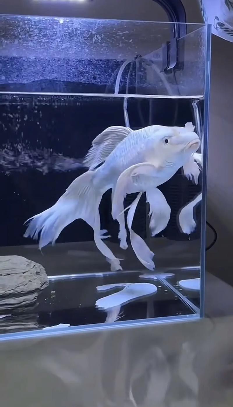 蝴蝶鯉可以和龍魚混養嗎圖片 龍魚百科 第21張 蝴蝶鯉可以和龍魚混養嗎圖片 蝴蝶鯉可以和龍魚混養嗎圖片 龍魚百科 第21張