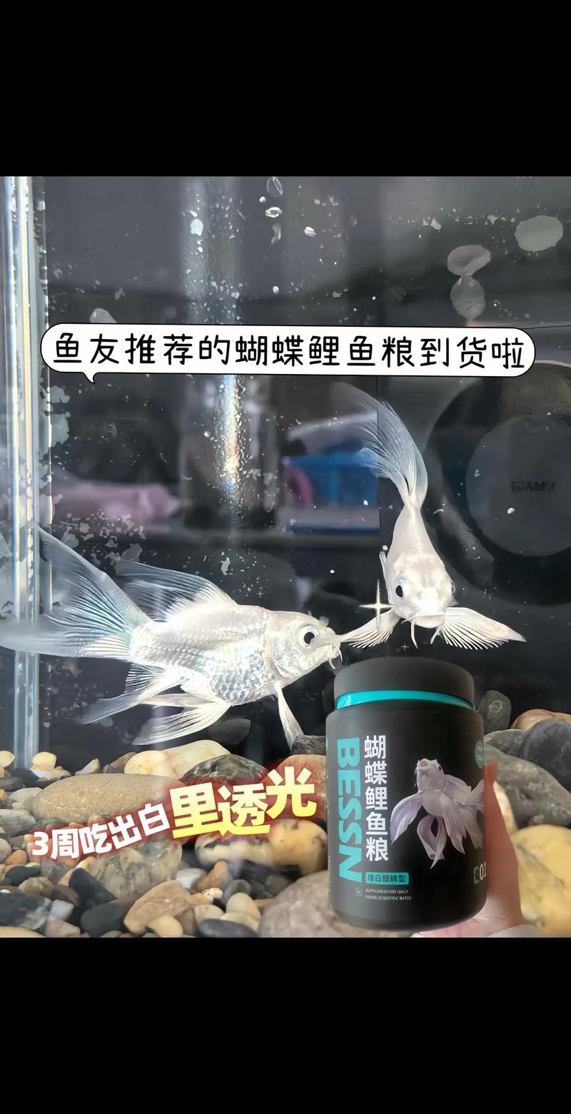 蝴蝶鯉可以和龍魚混養嗎圖片 蝴蝶鯉可以和龍魚混養嗎圖片 龍魚百科 第25張
