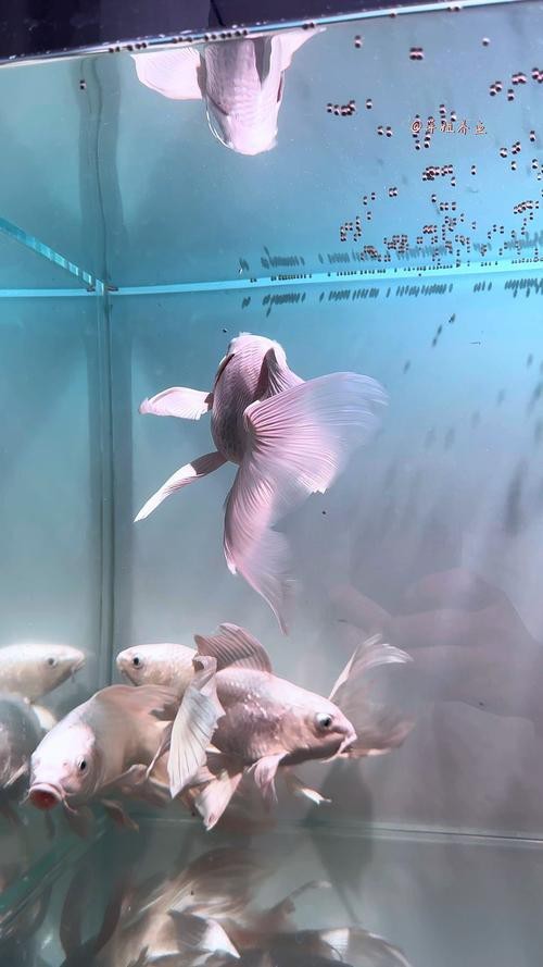 蝴蝶鯉可以和龍魚混養嗎圖片 龍魚百科 第23張 蝴蝶鯉可以和龍魚混養嗎圖片 蝴蝶鯉可以和龍魚混養嗎圖片 龍魚百科 第23張