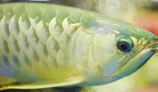 蝴蝶鯉可以和龍魚混養嗎圖片 蝴蝶鯉可以和龍魚混養嗎圖片 龍魚百科 第27張