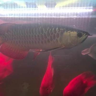 黑背金龍魚50公分多少錢（黑背金龍魚50公分價格）