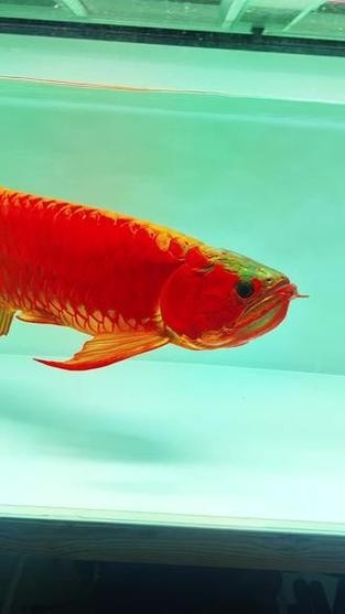 龍魚圖片 頭像高清