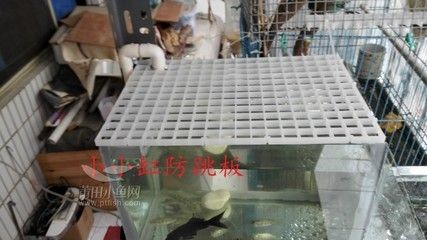 魚缸防跳板:關于魚缸防跳板的一些詳細信息 魚缸百科 第4張 魚缸防跳板:關于魚缸防跳板的一些詳細信息 魚缸防跳板:關于魚缸防跳板的一些詳細信息 魚缸百科 第4張