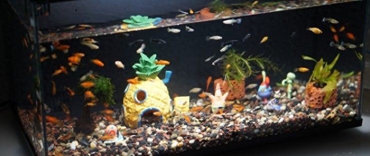 畫法幾何魚缸恢復(fù)出廠設(shè)置：畫法幾何魚缸恢復(fù)出廠設(shè)置操作