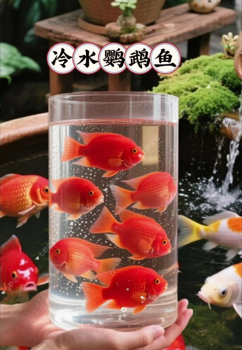 龍魚混養魚推薦哪種最好養
