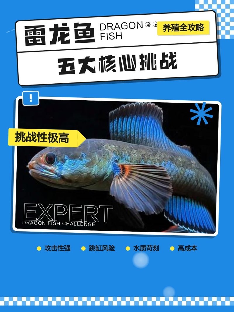 雷龍魚和燈科魚混養嗎