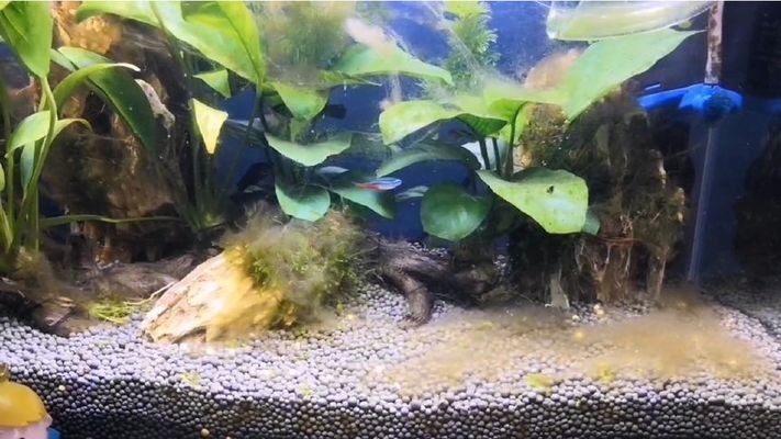 瑪麗魚缸：瑪麗魚缸裝飾搭配技巧,