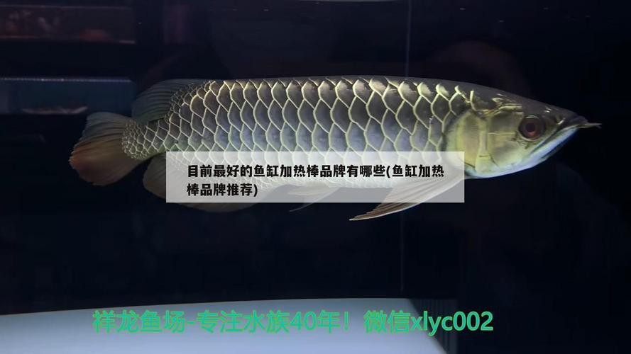 過背藍底金龍魚圖片大全大圖