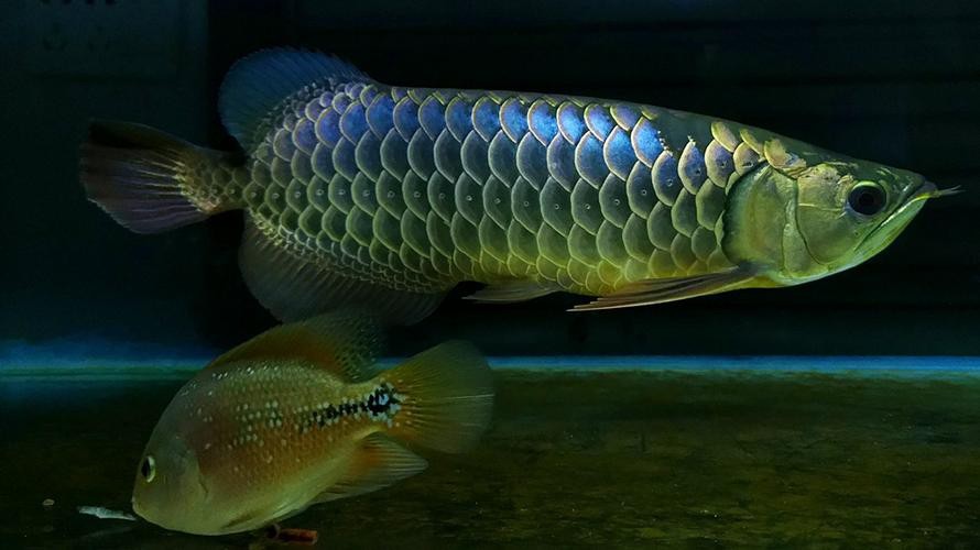 過背藍底金龍魚圖片大全大圖