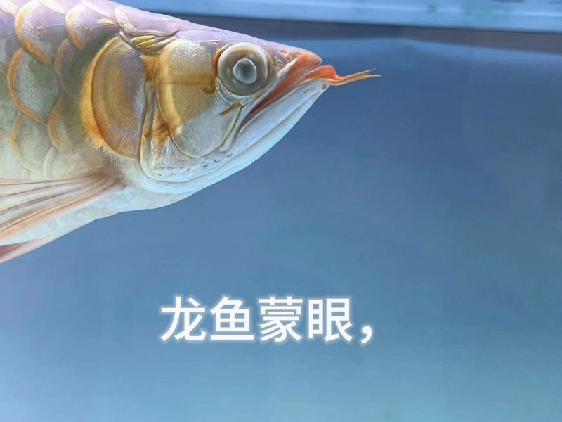 龍魚倒立后如何急救？ 龍魚倒立后如何急救？ 龍魚百科 第4張
