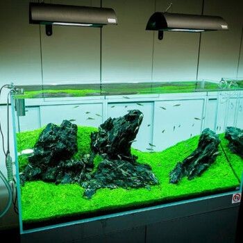 藍寶魚缸：藍寶魚缸怎么樣？