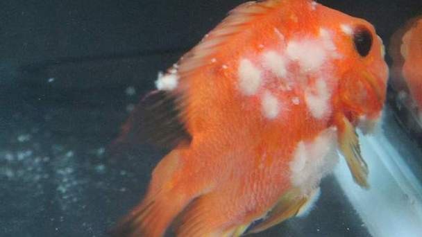 如何預防龍魚感染水霉病？