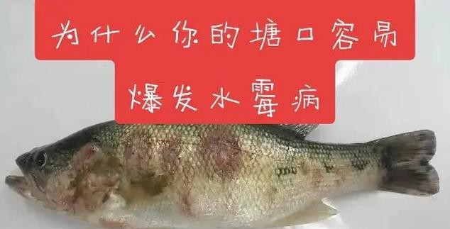 如何預防龍魚感染水霉病？