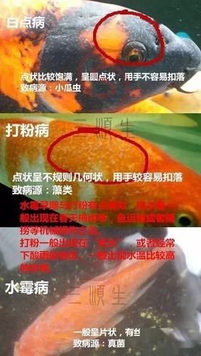 如何預防龍魚感染水霉病？