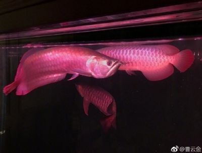 怎樣養紅龍魚體型好一點圖片欣賞（怎樣養紅龍魚體型好一點圖片欣賞視頻） 怎樣養紅龍魚體型好一點圖片欣賞（怎樣養紅龍魚體型好一點圖片欣賞視頻） 龍魚百科