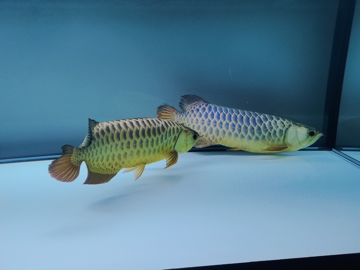 金龍配對