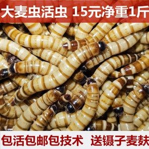 金龍魚吃大麥蟲后拒食怎么辦：解決金龍魚拒食的問題之前需要分析導(dǎo)致拒食的原因