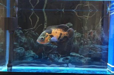 地圖魚在魚缸里能繁殖嗎（關于地圖魚的飼養誤區）