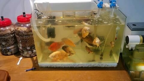 地圖魚在魚缸里能繁殖嗎（關于地圖魚的飼養誤區）