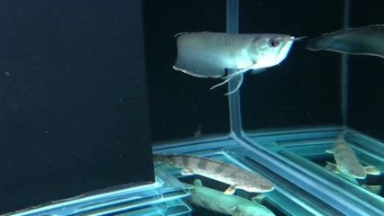 魚缸里龍魚的壽命不長，原因在這里，龍魚的壽命不長：60厘米寬的魚缸適合養龍魚嗎？