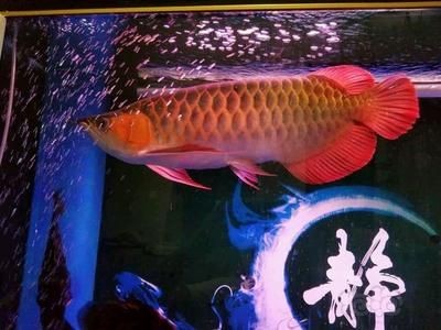 龍魚晚上游白天趴缸怎么辦：龍魚晚上游白天趴缸怎么辦，