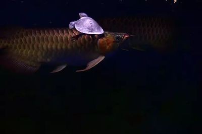 龍魚晚上游白天趴缸怎么辦：龍魚晚上游白天趴缸怎么辦，
