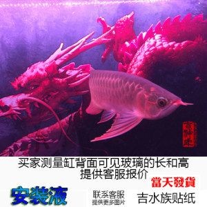 龍魚缸貼什么背景紙好看（選擇龍魚缸背景紙時應(yīng)考慮其與龍魚缸的尺寸、顏色和設(shè)計相協(xié)調(diào)）