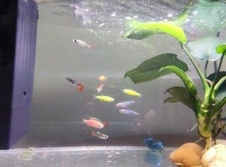 小佩魚缸pro：小佩魚缸pro與其他品牌對比小佩魚缸pro維護周期指南
