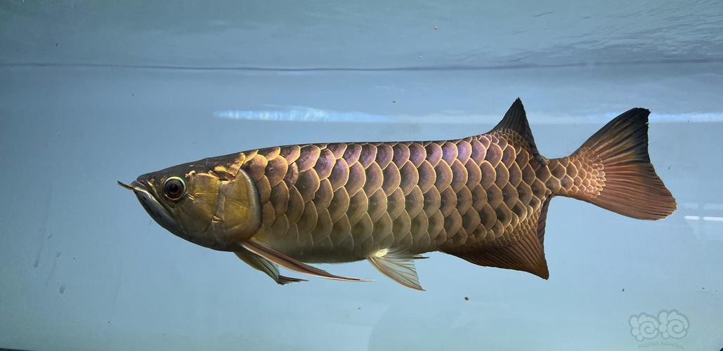 潮汕龍魚拜神圖片欣賞