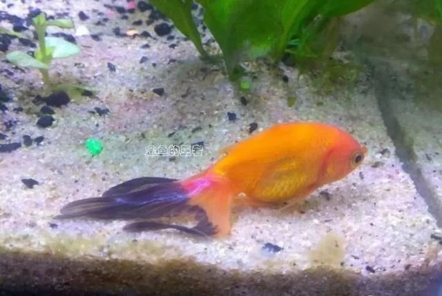 魚缸水質惡化的信號：如何預防魚缸水質惡化