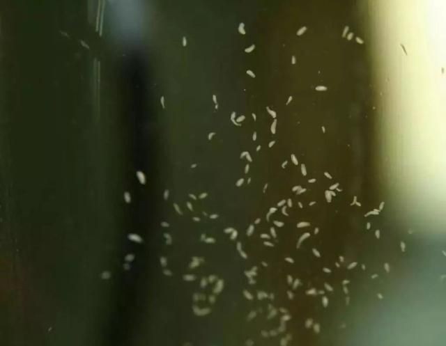 魚缸水質惡化的信號：如何預防魚缸水質惡化