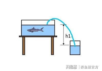 魚缸水質管理的全面指南：w魚缸底砂過濾系統搭建高效的底砂過濾系統搭建方案