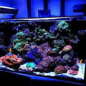 紅海魚缸下水聲音大怎么辦？：紅海魚缸下水聲音大不大高級(jí)玩家的魚缸降噪秘籍
