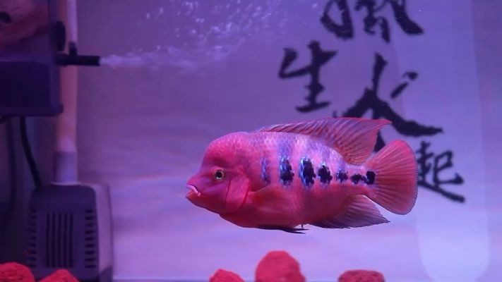 魚缸底砂化學(xué)穩(wěn)定性檢測：魚缸底砂化學(xué)穩(wěn)定性檢測方法，魚缸底砂自我檢測方法 魚缸底砂化學(xué)穩(wěn)定性檢測：魚缸底砂化學(xué)穩(wěn)定性檢測方法，魚缸底砂自我檢測方法 魚缸百科 第3張