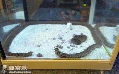 魚缸背景圖片大全超清黑色單獨（七彩神仙魚飼養指南魚缸背景搭配技巧魚缸背景搭配技巧）