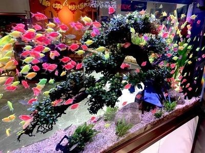 1號魚缸的售后服務(wù)怎么樣？：1號魚缸售后服務(wù)質(zhì)量如何1號魚缸售后服務(wù)質(zhì)量如何