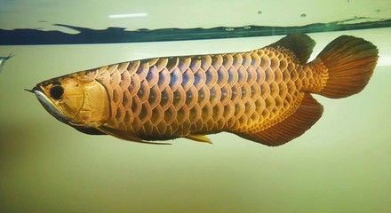 沙坪壩區非愛不可鮮花店 沙坪壩區非愛不可鮮花店 全國水族館企業名錄
