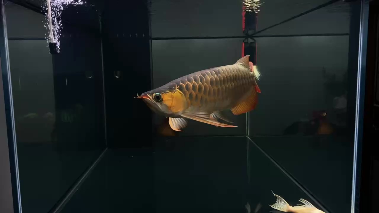 these years these years 龍魚論壇