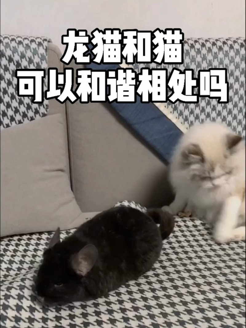 龍貓和貓能和平共處嗎？