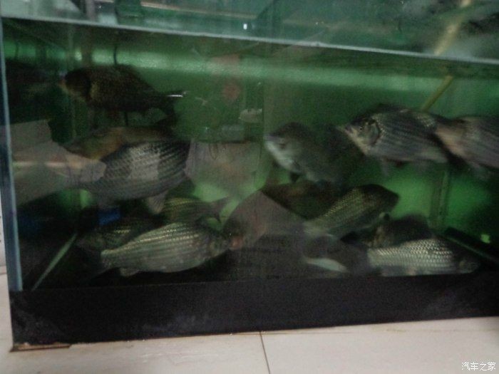 海寧海鮮魚(yú)缸選購(gòu)：海寧市海寧市硤石植藝魚(yú)缸店成立于2019年08月08日