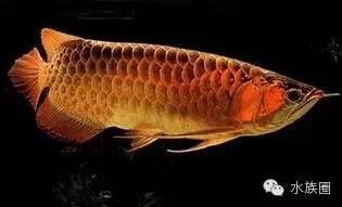 龍魚長(zhǎng)到多大開始用燈：如何選擇龍魚的燈光