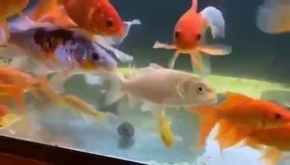 河蚌吐絲是怎么回事：河蚌吐絲可能是出于以下幾個原因引起的