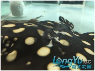 龍魚撞缸掉皮的處理方法（當龍魚撞缸導致頭部掉皮時，需要采取一系列措施來確保其恢復健康）