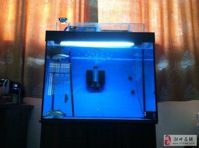 魚缸過濾系統(tǒng)的選擇與優(yōu)化：過濾桶比魚缸過濾系統(tǒng)的選擇與優(yōu)化魚缸過濾系統(tǒng)的選擇
