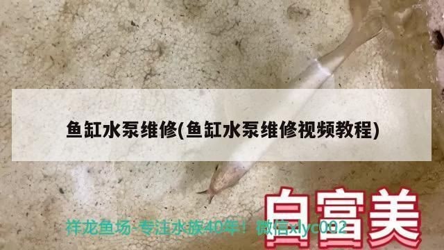 魚缸水泵不轉了怎么修：魚缸水泵不轉怎么辦
