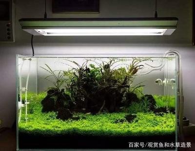 欒川縣城大自然水族店（欒川縣城大自然水族店電話）