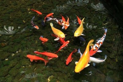 魚缸清潔頻率與風水：魚缸清潔頻率與風水之間可能存在的相互影響，指出適當的清潔頻率